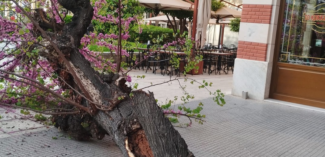 Θεσσαλονίκη: Έπεσε δέντρο στο κέντρο - Δείτε φωτογραφίες