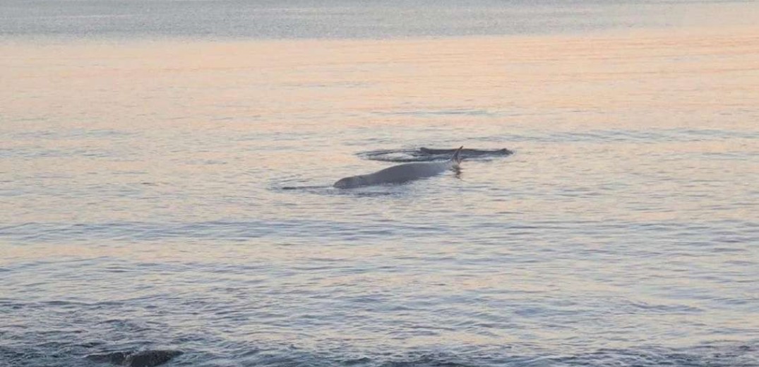 Φάλαινα «φυσητήρας» έκανε... βόλτα σε παραλία της Εύβοιας - Δείτε βίντεο