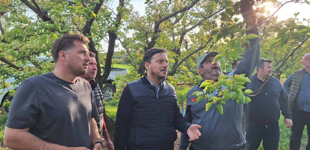 Χαλκιδική: Ερώτηση Α. Πάνα στη Βουλή για την πρωτοφανή απώλεια παραγωγής στα Βερίκοκα