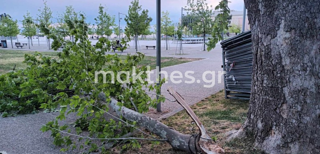 Θεσσαλονίκη: Πτώση μεγάλου κλαδιού σε πεζόδρομο στο κέντρο της πόλης (φωτ.)