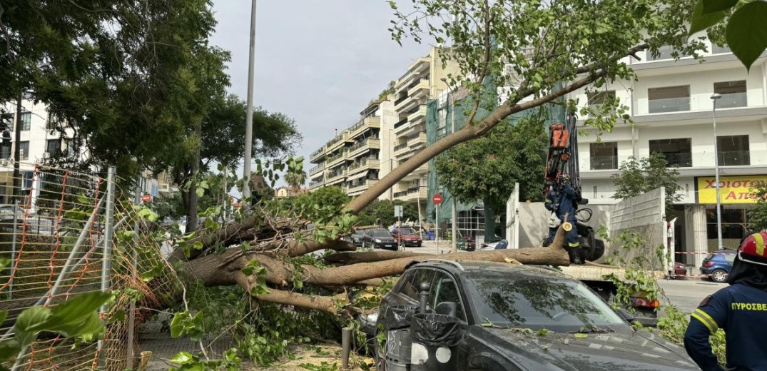 Θεσσαλονίκη: Τεράστιο δέντρο ξεριζώθηκε και καταπλάκωσε δύο αυτοκίνητα - Άγιο είχε ένας οδηγός (βίντεο, φωτ.)
