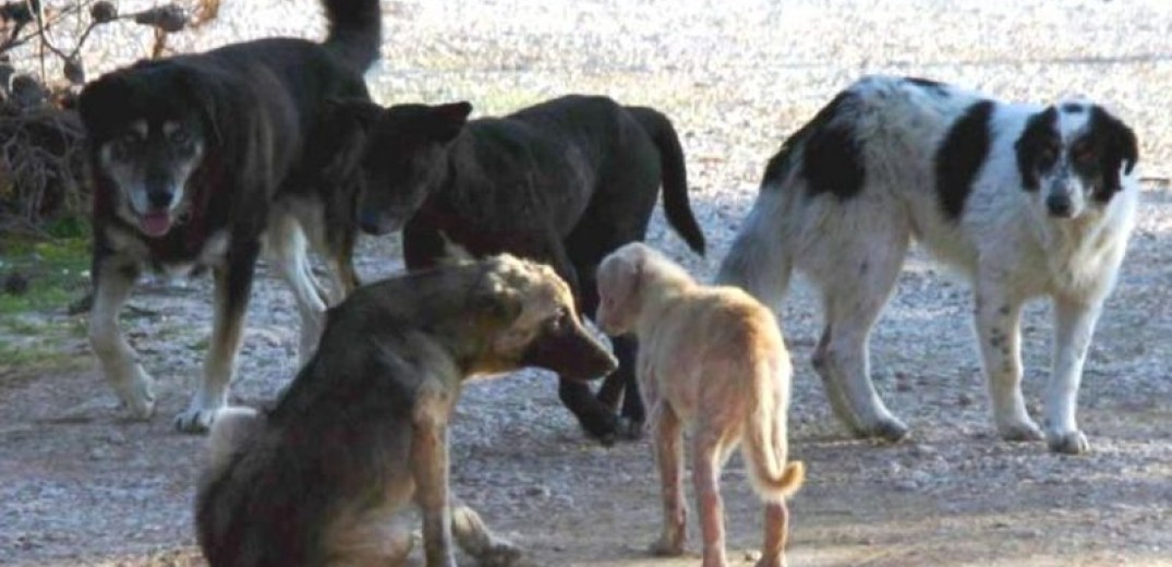 Γιαννιτσά: Άθλιες συνθήκες στο δημοτικό κυνοκομείο - Χωρίς ταΐστρες και στέγαστρο τα σκυλιά (βίντεο)