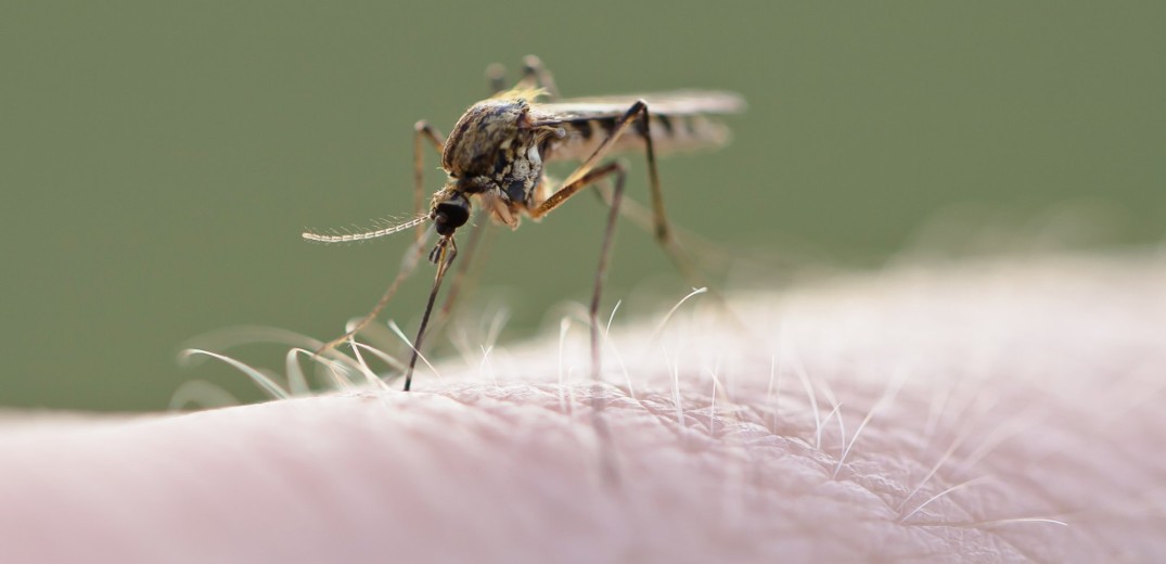 Αύξηση των κρουσμάτων του δάγκειου πυρετού και άλλων ασθενειών που μεταδίδονται με τα κουνούπια στην Ευρώπη