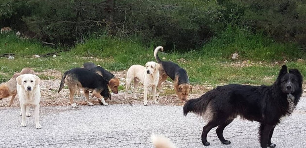 Θεσσαλονίκη: Επίθεση από αγέλη σκύλων δέχθηκε 44χρονη στο Φίλυρο