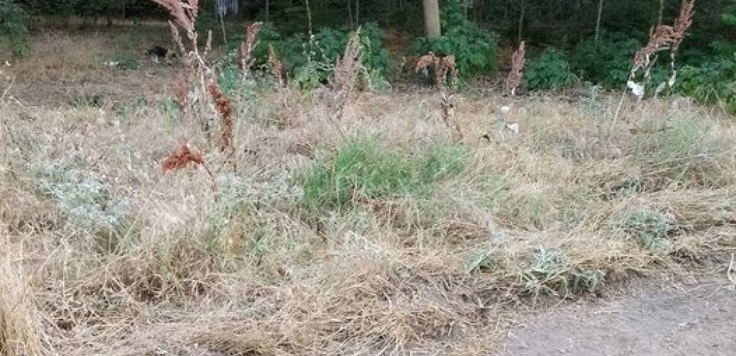 Θεσσαλονίκη: Και το πάρκινγκ θα γίνει, και τα δέντρα θα μείνουν