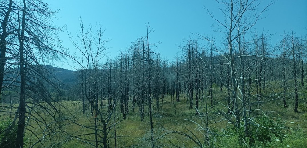 Βόρεια Εύβοια: Τρία χρόνια μετά τις καταστροφικές φωτιές, αναγεννάται από τις στάχτες της (φωτ.)