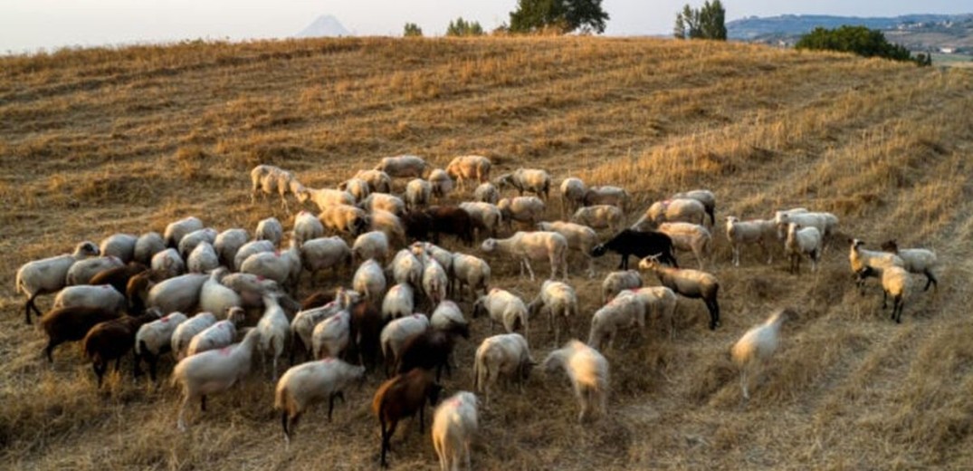 Πανώλη Μικρών Μηρυκαστικών: Ξεπέρασαν το ένα εκατομμύριο τα ζώα που ελέγχθηκαν