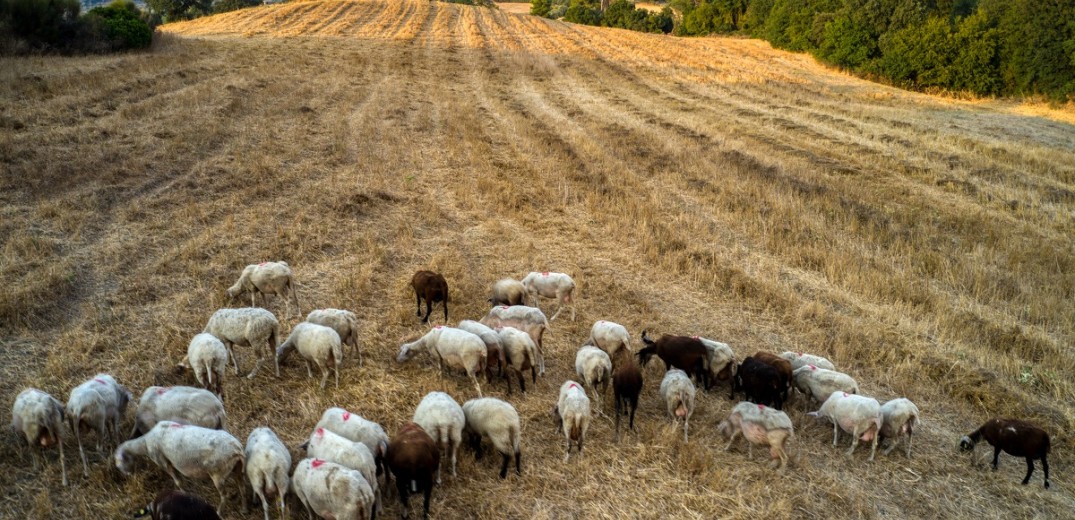 Επιβεβαιώθηκε κρούσμα πανώλης και σε ζώα της Κρήτης