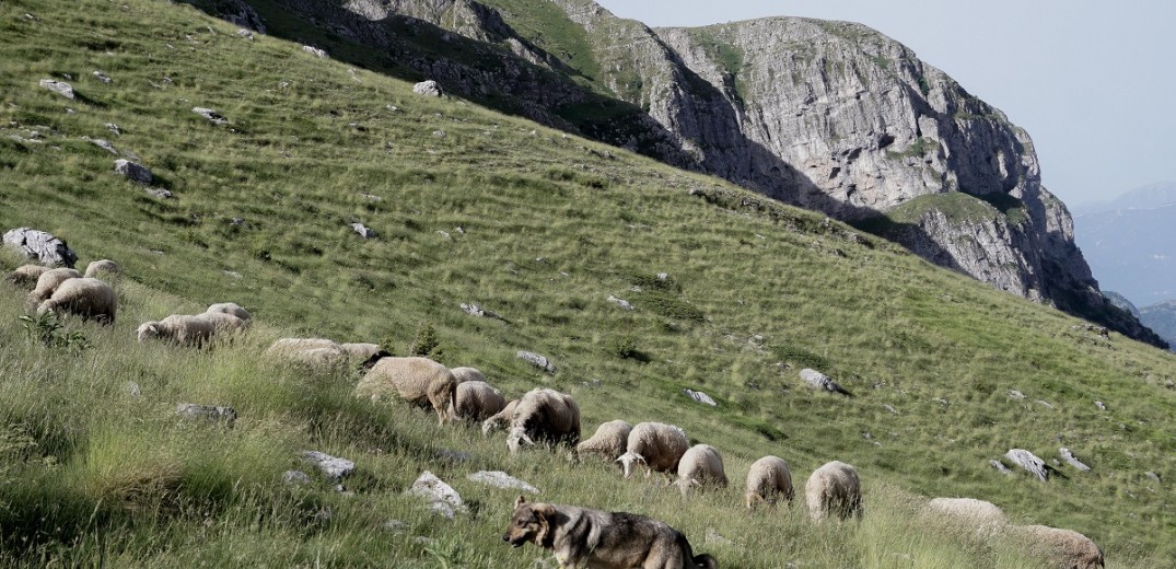 Κτηνιατρική επιχείρηση στη Δυτική Ελλάδα για την πανώλη των μικρών μηρυκαστικών