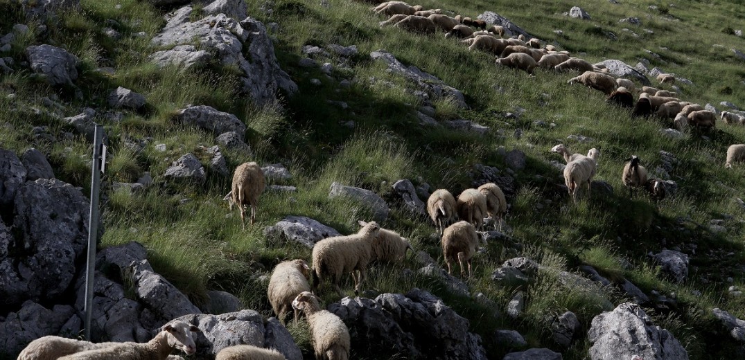 Πανώλη αιγοπροβάτων: Τηλεφωνική επικοινωνία της Ευρωπαίας Επιτρόπου Υγείας & Τροφίμων με τον Κώστα Τσιάρα