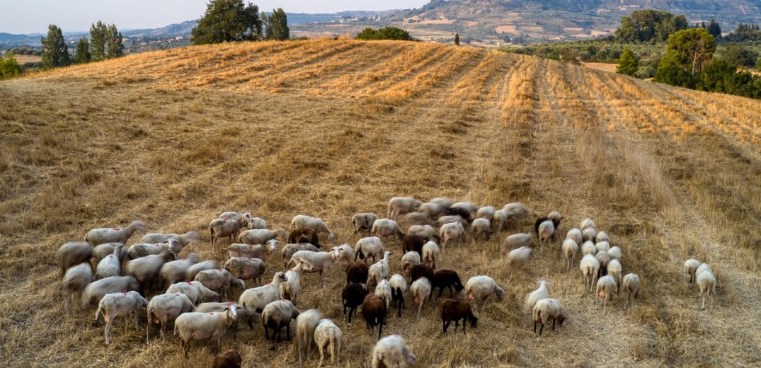 Δεύτερο κρούσμα ευλογιάς στην Καβάλα -  50 πρόβατα της εκτροφής θα οδηγηθούν στην σφαγή