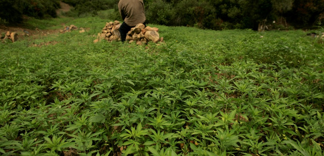 Μαρόκο: Ο βασιλιάς έδωσε χάρη σε σχεδόν 5.000 καταδικασμένους ή καταζητούμενους για καλλιέργεια κάνναβης