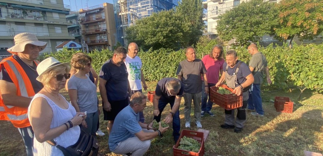 Θεσσαλονίκη: Τρύγησαν το αμπέλι της πόλης- «Ψάχνουμε χώρο για δεύτερο αμπελώνα» είπε ο Αγγελούδης (βίντεο, φωτ.)