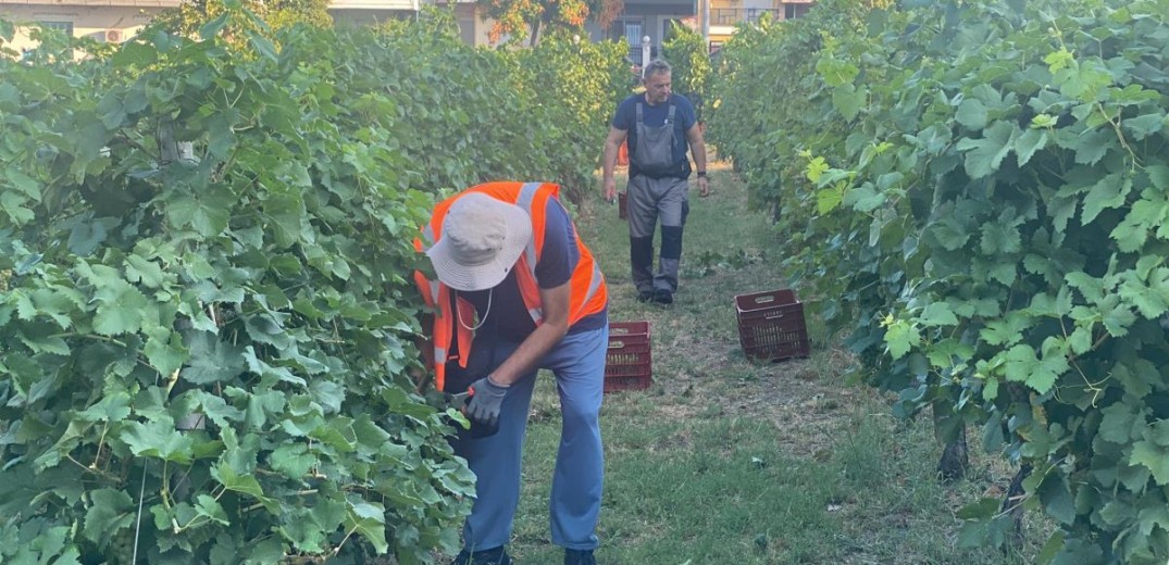 Θεσσαλονίκη: Στον τρύγο ξανά για τη συγκομιδή των ερυθρών ποικιλιών του αστικού αμπελώνα