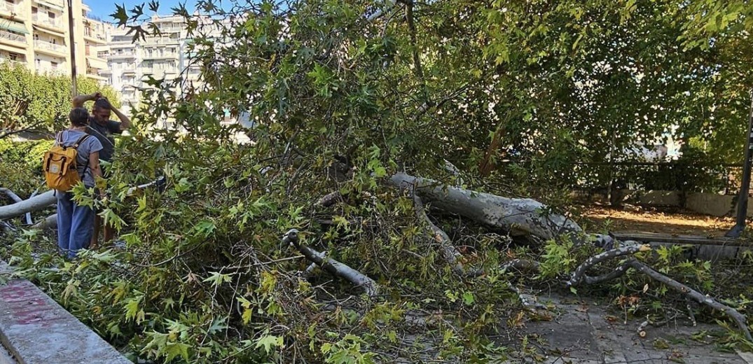 Σε κίνδυνο τα τέσσερα αιωνόβια πλατάνια της Θεσσαλονίκης