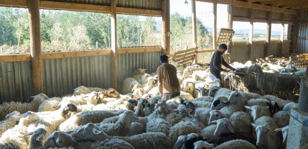 Κρούσμα ευλογιάς Νέα Βρασνά: Θανατώθηκαν 300 αιγοπρόβατα