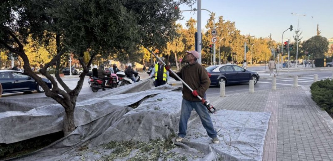 Θεσσαλονίκη: Ξεκίνησε η συγκομιδή του ελαιοκάρπου από τα 150 αιωνόβια δέντρα της πόλης (βίντεο, φωτ.)