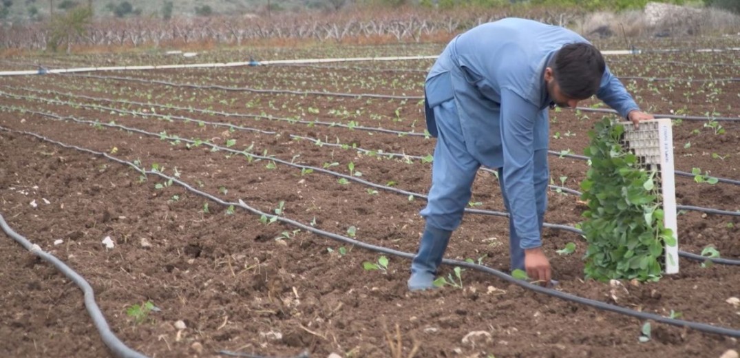 Η Αργολίδα ψάχνει αγροτικά χέρια για τις ελιές και τα κηπευτικά - Τα κυκλώματα που εκμεταλλεύονται παράτυπους μετανάστες (βίντεο)