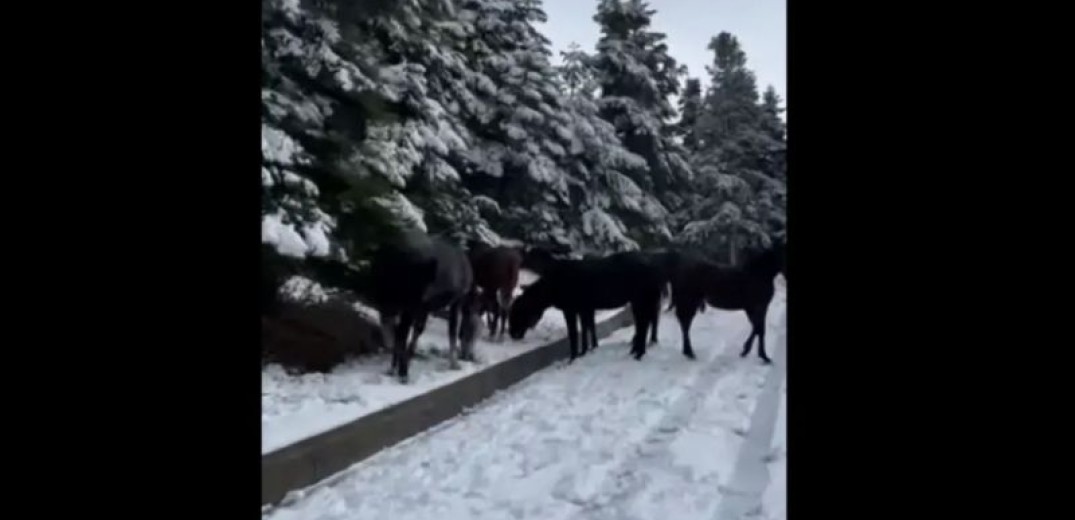 Ορεινή Ναυπακτία: Άγρια άλογα σε... αλπικό τοπίο - Μαγευτικές εικόνες (βίντεο)