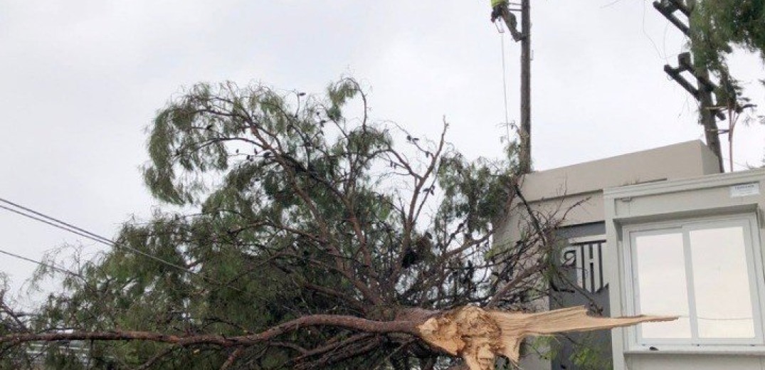 Χαλκιδική: Κόβονται και απομακρύνονται δέντρα που κινδυνεύουν να πέσουν