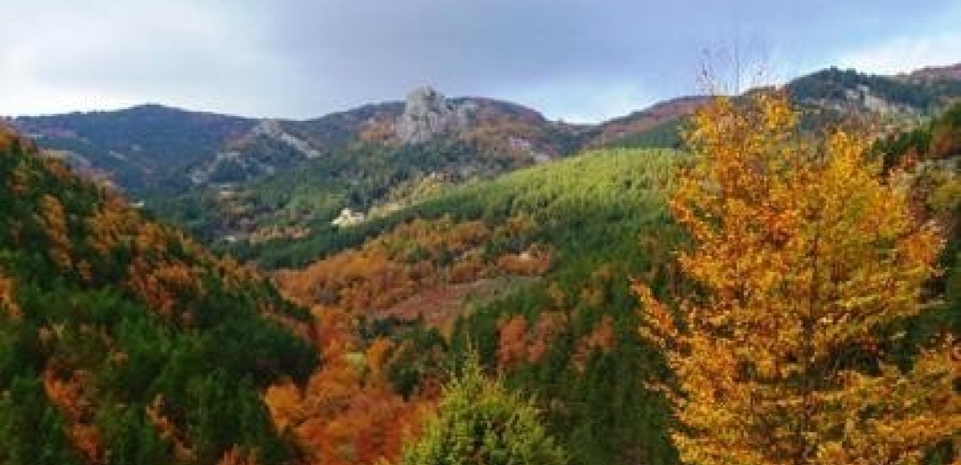 Βελτιωμένη η εικόνα στα δάση της Χαλκιδικής - Έγιναν διανοίξεις ζωνών και καθαρισμοί