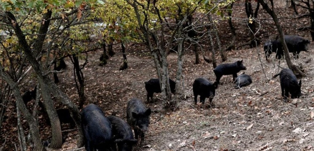 Σώστε… χτες τον Αυτόχθονα Ελληνικό Μαύρο Χοίρο  