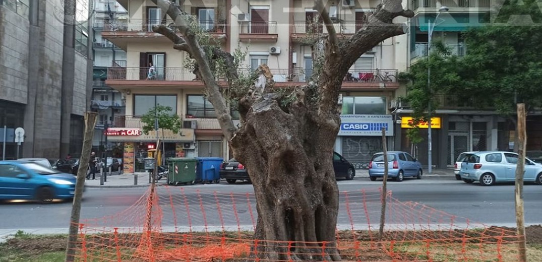 Αιωνόβιες ελιές αλλάζουν την όψη της οδού Αγγελάκη (φωτ.)