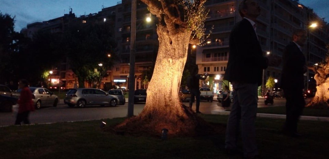 Θεσσαλονίκη- Κ. Ζέρβας: Οι 30 υπεραιωνόβιες ελιές ένα έργο τέχνης (βίντεο)