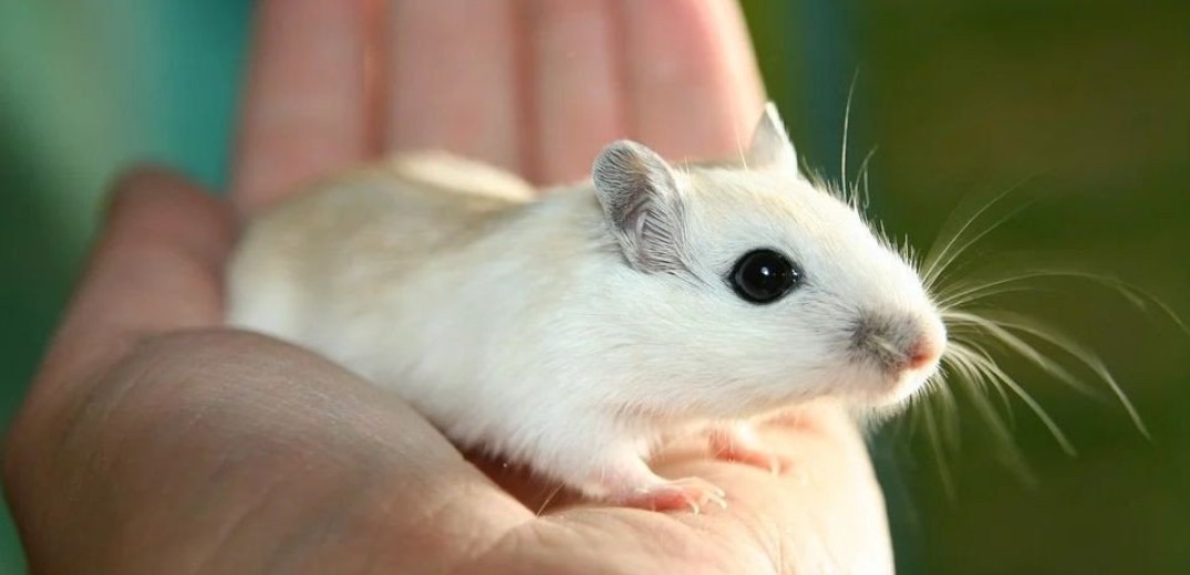 Ποντίκια με παραπληγία περπάτησαν ξανά χάρη σε γερμανική πειραματική θεραπεία