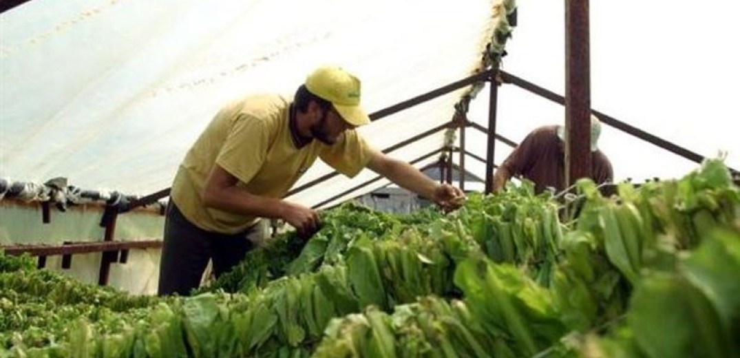 Νέα δέσμη ενισχύσεων de minimis σε καλλιέργειες φυτικού κεφαλαίου