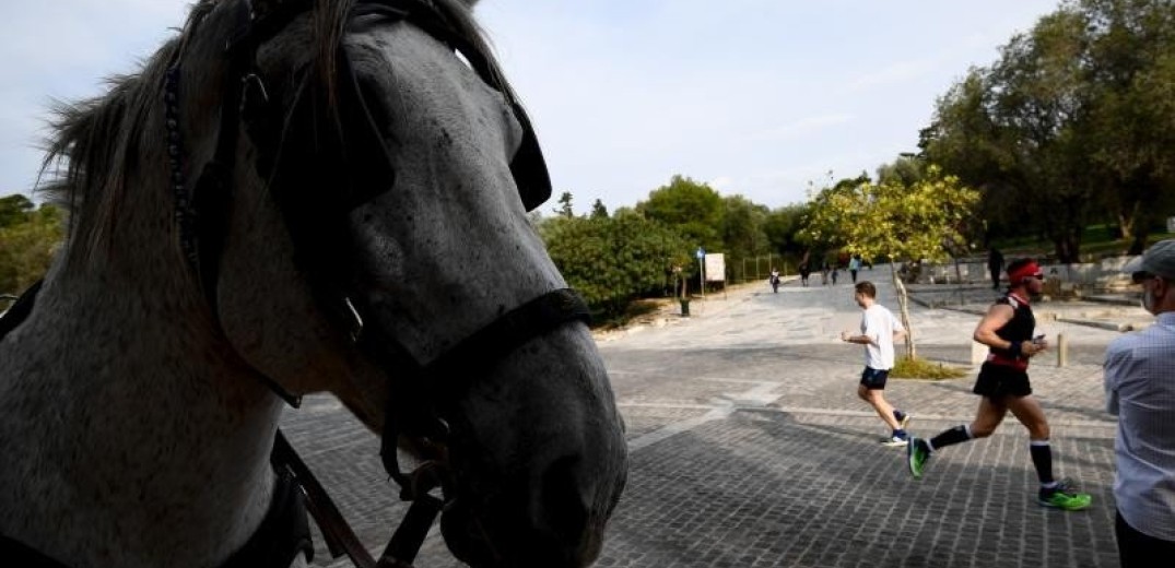 Απαγόρευση της εργασίας και της μεταφοράς των ιπποειδών σε συνθήκες καύσωνα