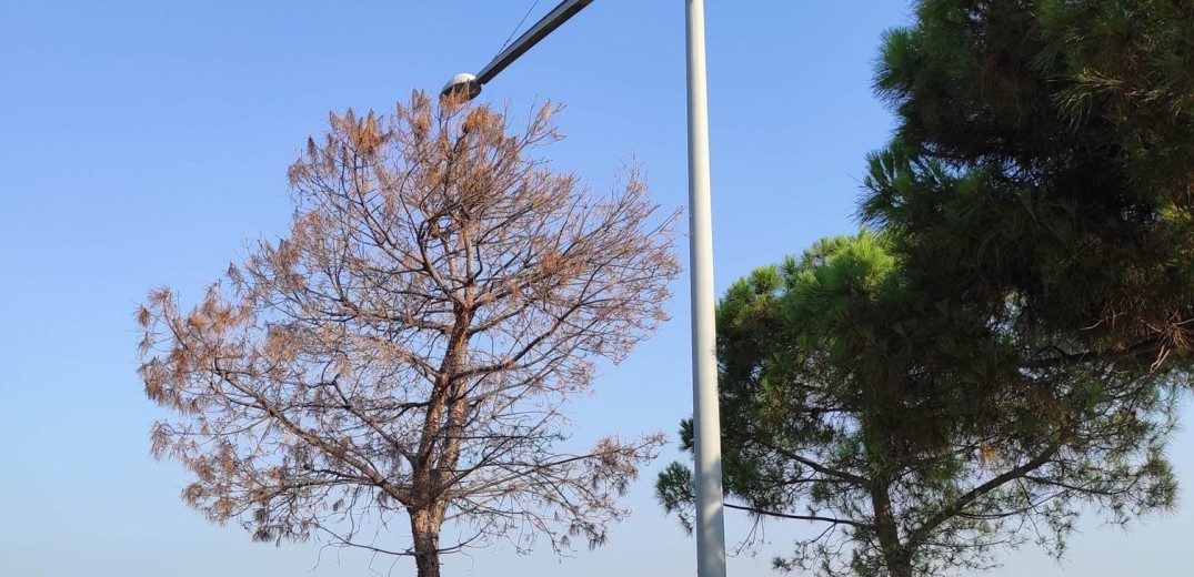 Και στη Νέα Παραλία το... φλοιοφάγο του Σέιχ Σου; Τι λένε Πρ. Νικηφορίδης και Σ. Δημητριάδης