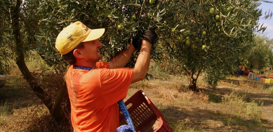 Χαλκιδική: Η ακαρπία της ελιάς “συνθλίβει” 22.000 ελαιοπαραγωγούς – Διάσωση από την Ε.Ε