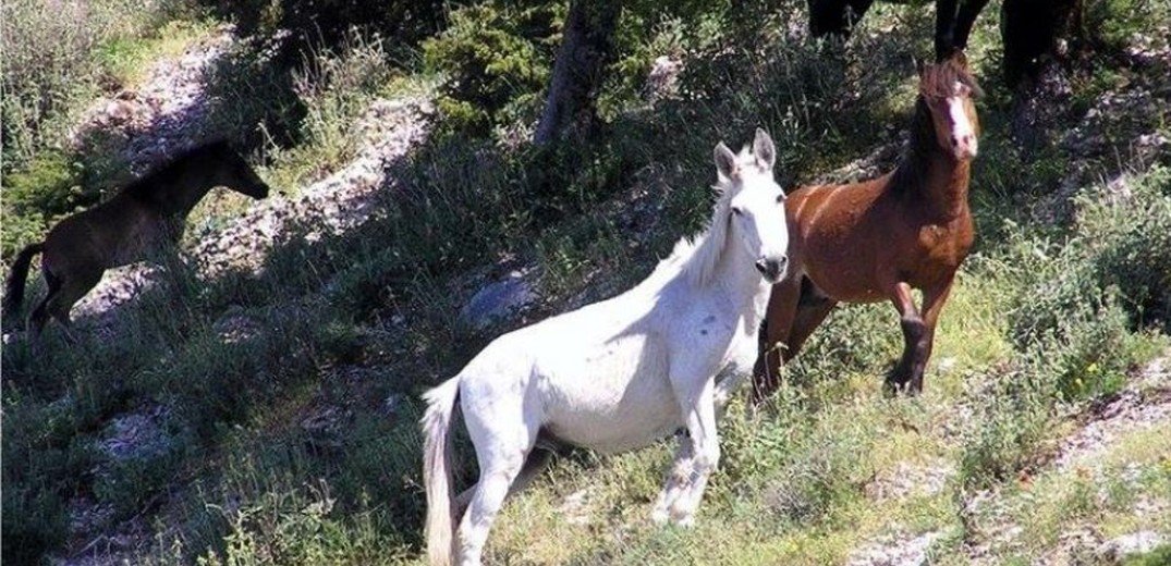 Επιχείρηση διάσωσης των περήφανων αλόγων στο Σούλι (φωτ.)