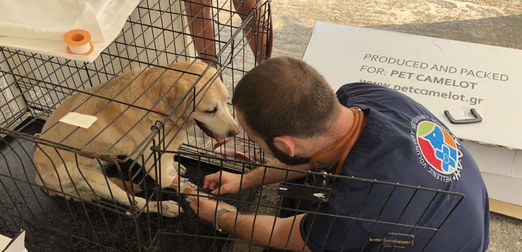 Ένας κτηνίατρος από τις Σέρρες πλάι στα πυρόπληκτα ζώα της Αττικής