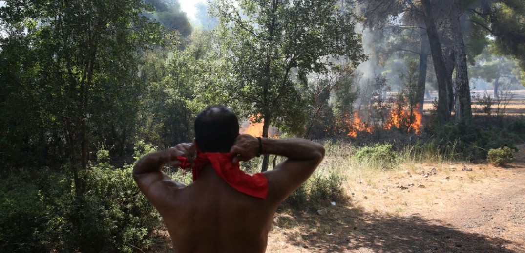 Σχέδιο για την αναζωογόνηση του δάσους της βόρειας Εύβοιας από το πανεπιστήμιο Θεσσαλίας (φωτ.)