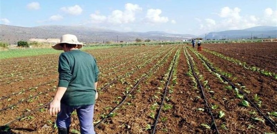 Θεσσαλονίκη: Κλέφτες «βούτηξαν» 20 κιλά κηπευτικών από χωράφι